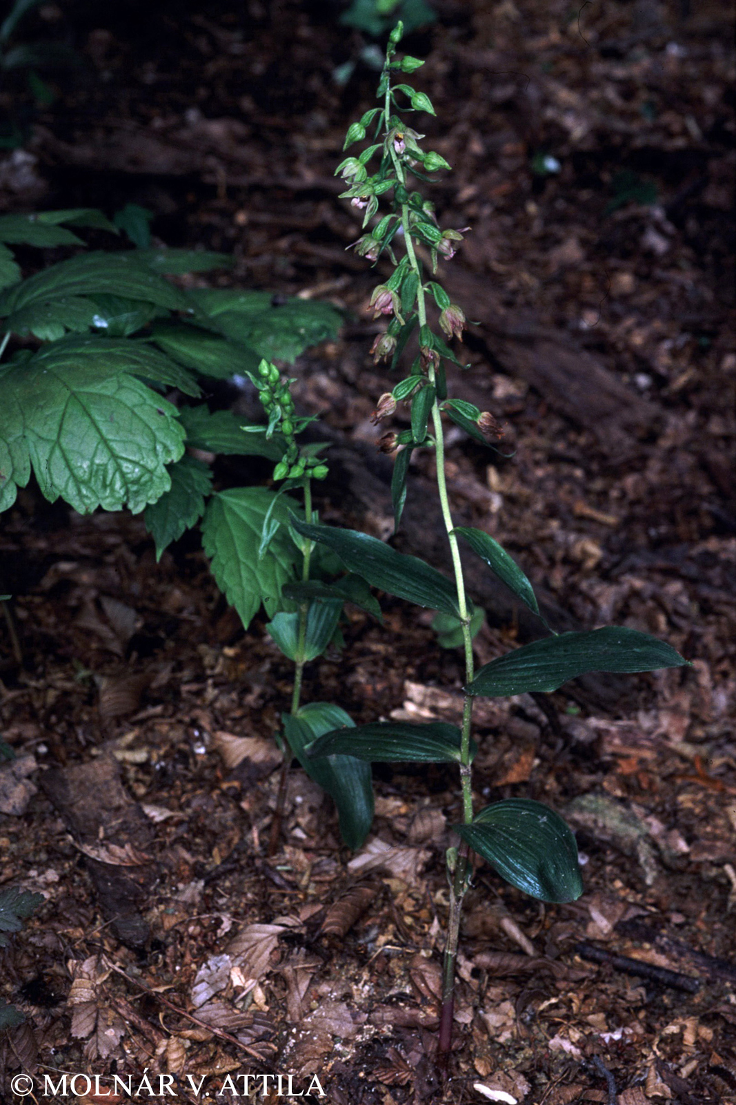 Epipactis neglecta (Kümpel) Kümpel