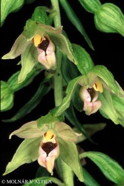 Epipactis neglecta (Kümpel) Kümpel 2.Image