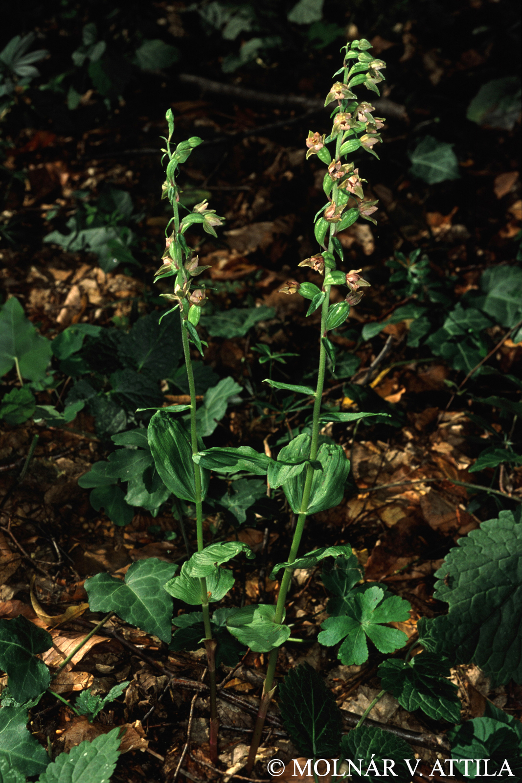Epipactis nordeniorum Robatsch