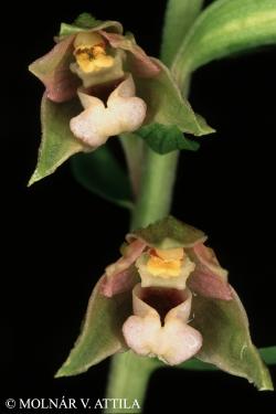 Epipactis nordeniorum Robatsch 2.Image