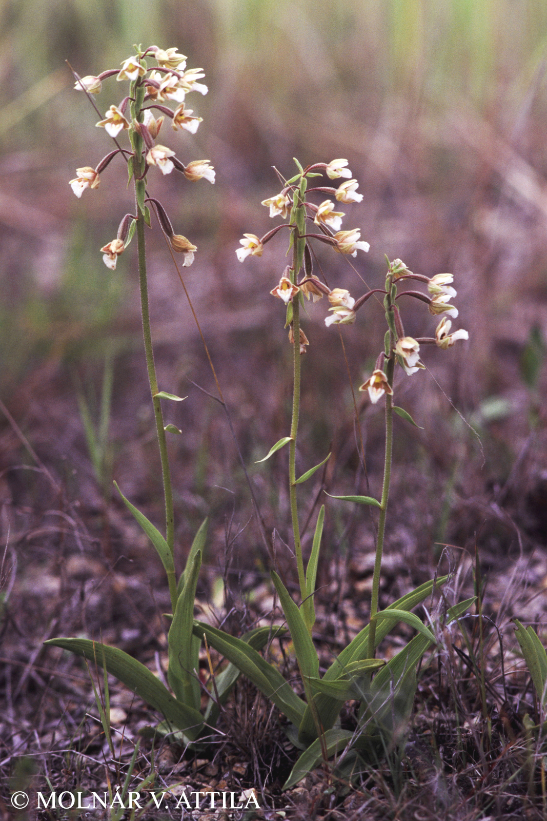 Epipactis palustris Crantz