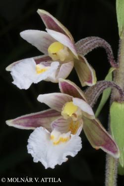 Epipactis palustris Crantz 2.Image
