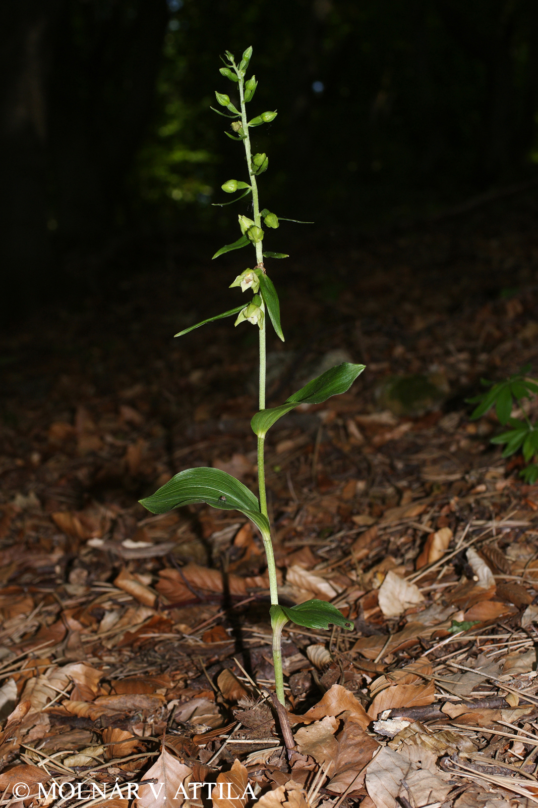 Epipactis peitzii H. Neumann & Wucherpf.