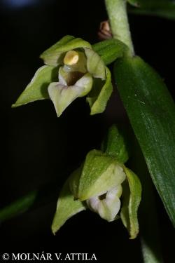 Epipactis peitzii H. Neumann & Wucherpf. 2.Image