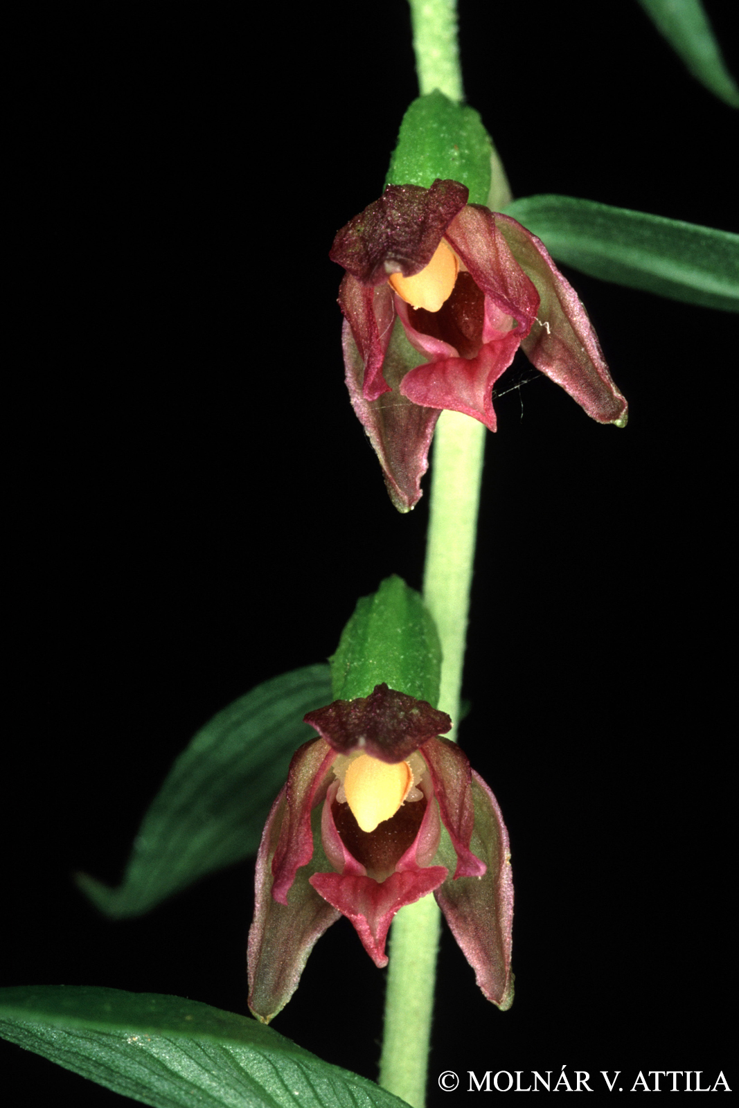 Epipactis placentina Bongiorni et Grünanger