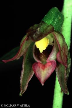 Epipactis placentina Bongiorni et Grünanger 2.Image