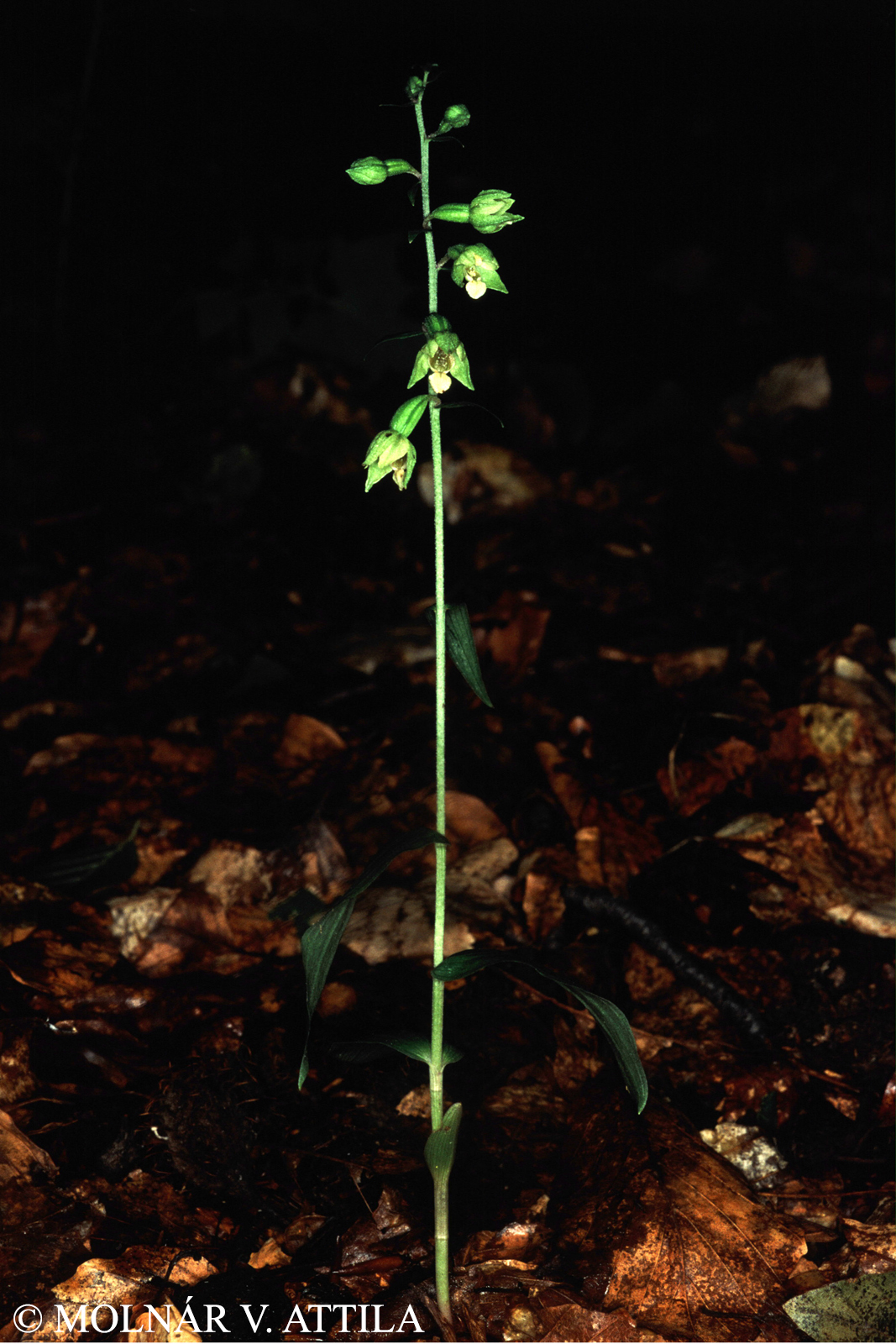 Epipactis pontica Taubenheim