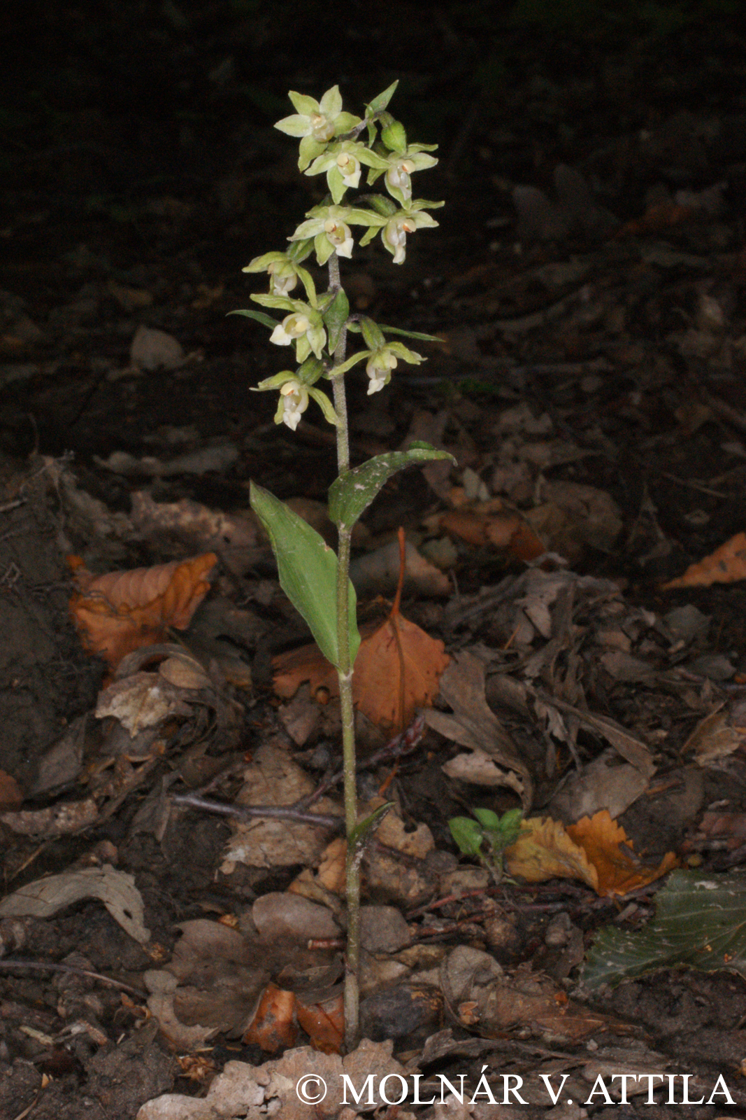 Epipactis pseudopurpurata Mereda