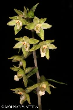 Epipactis pseudopurpurata Mereda 2.Image