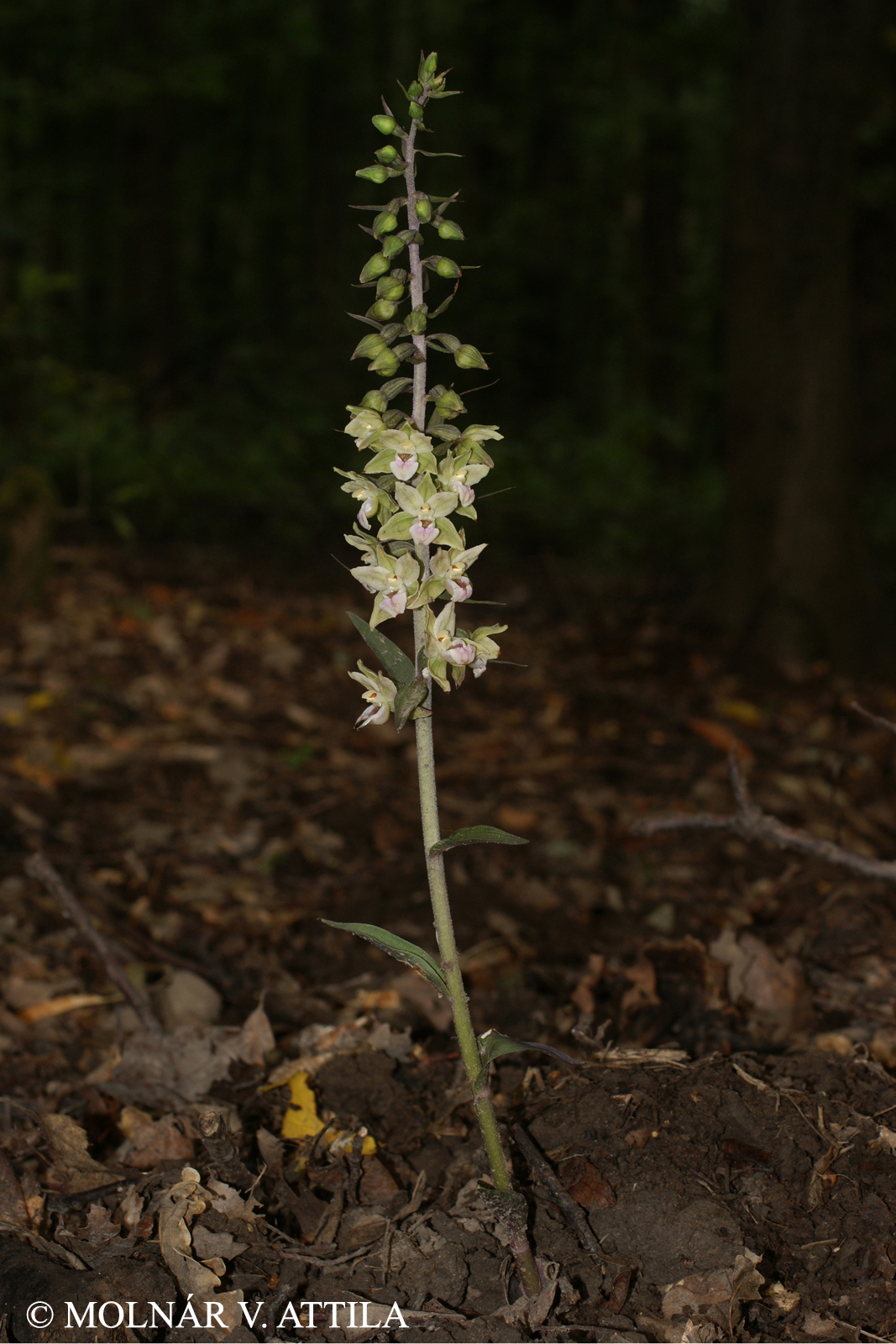 Epipactis purpurata G.E. Sm.