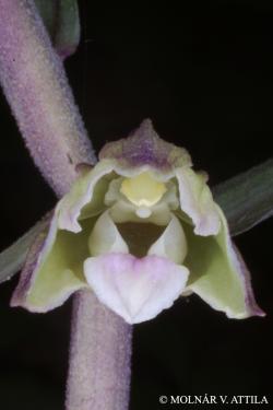 Epipactis purpurata G.E. Sm. 2.Image