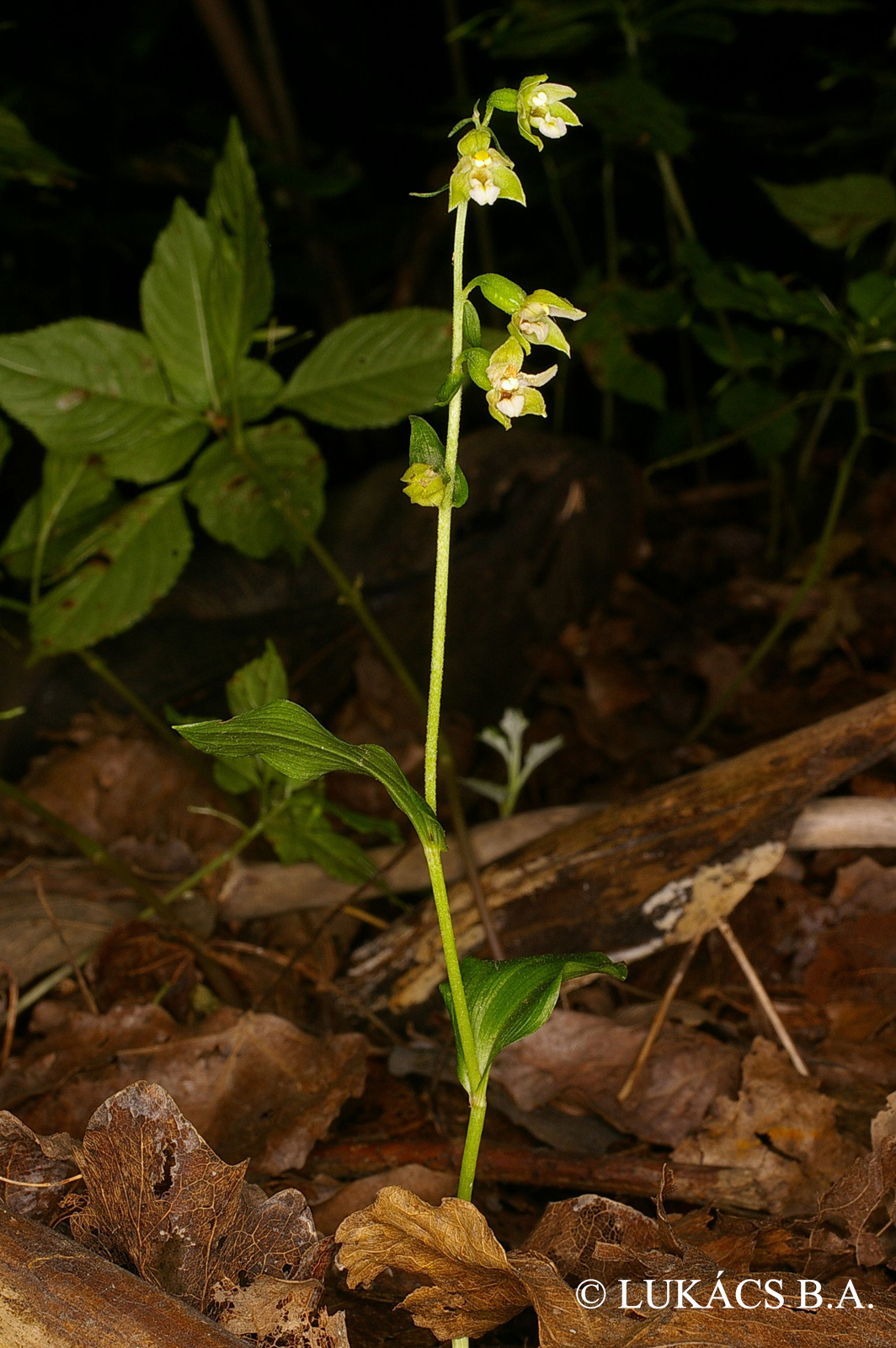 Epipactis tallosii A. Molnár et Robatsch