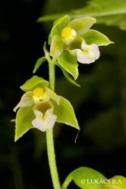 Epipactis tallosii A. Molnár et Robatsch 2.Kép