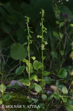 Epipactis tallosii A. Molnár et Robatsch 3.Kép