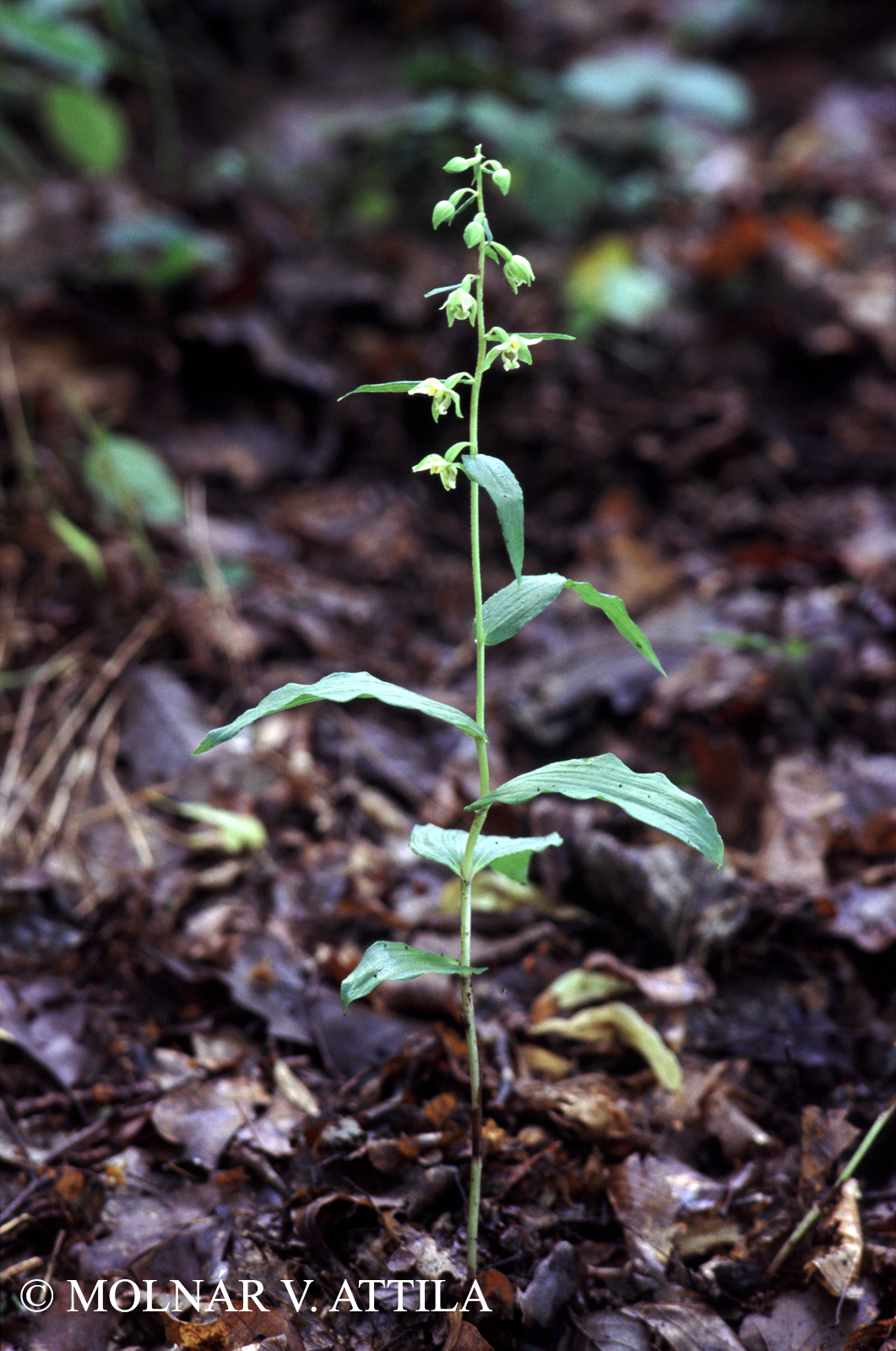 Epipactis voethii Robatsch