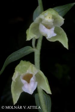Epipactis voethii Robatsch 2.Image