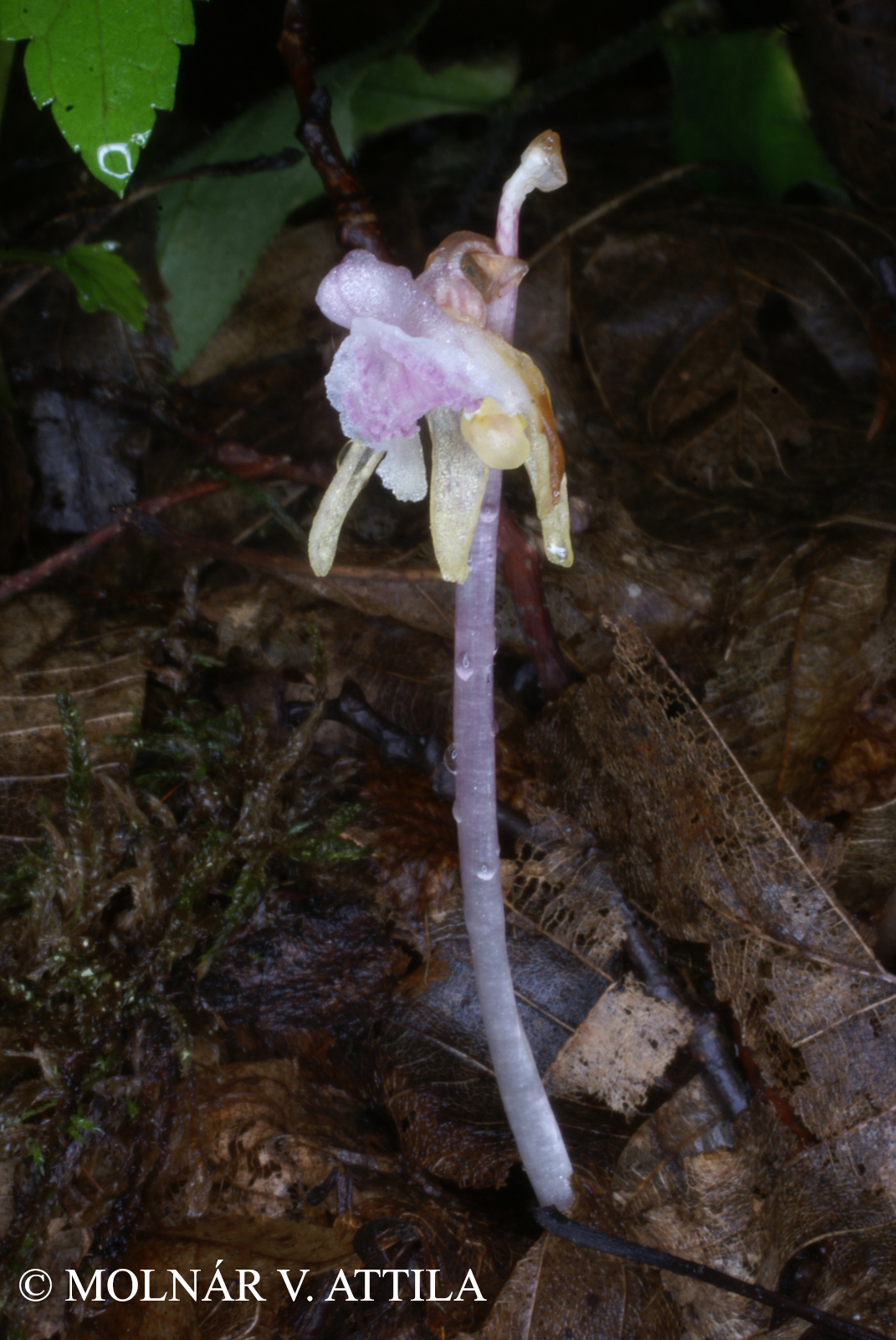 Epipogium aphyllum Sw.