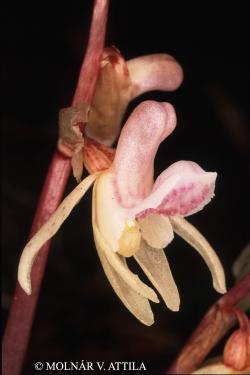Epipogium aphyllum Sw. 2.Image