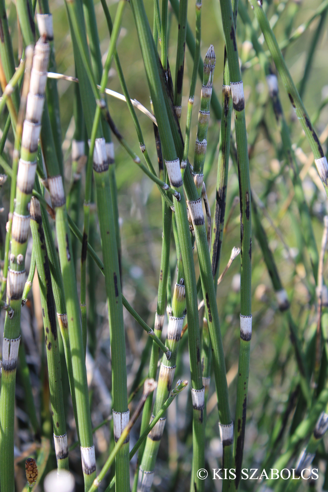 Equisetum  moorei Newman