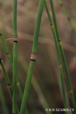 Equisetum  moorei Newman 2.Image