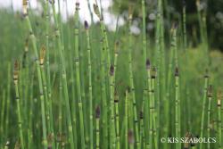 Equisetum  moorei Newman 3.Image