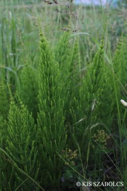 Equisetum arvense L. 3.Image