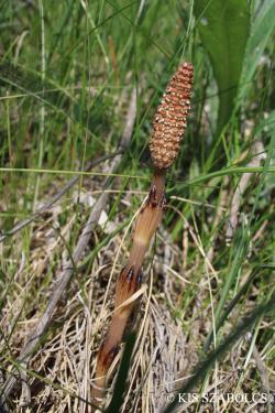 Equisetum arvense L. 2.Image