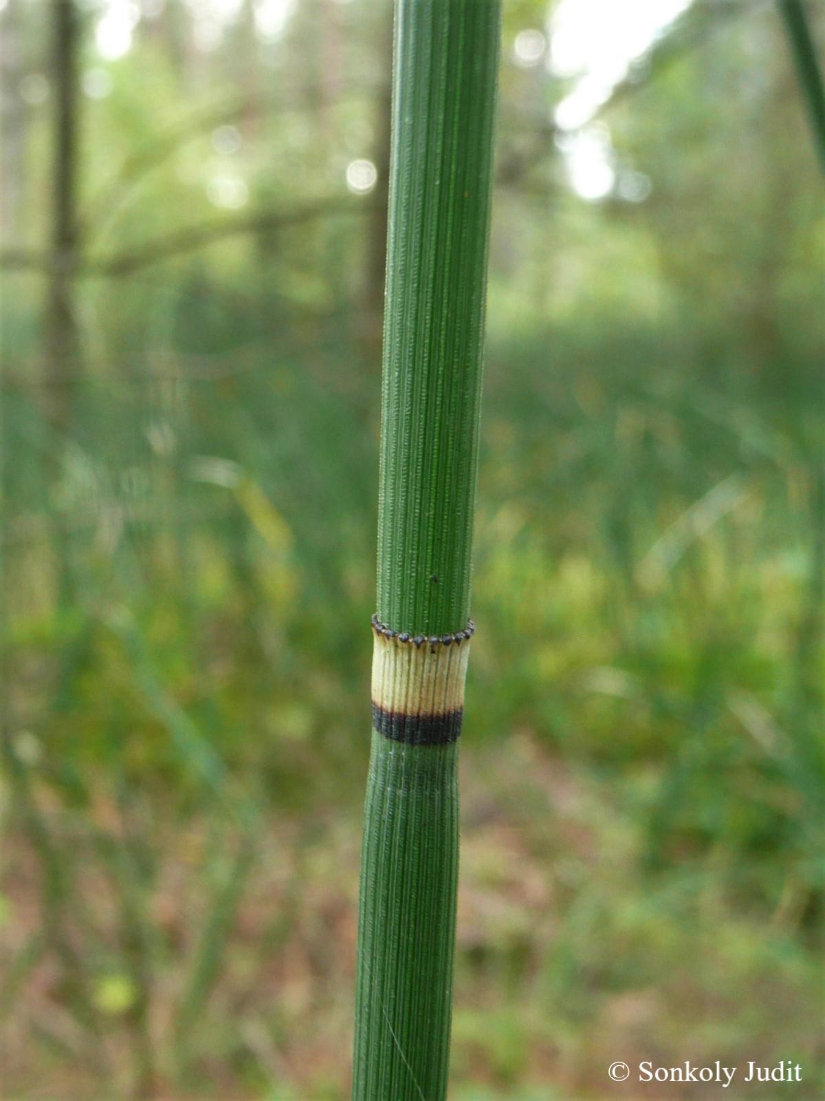 Equisetum hyemale L.