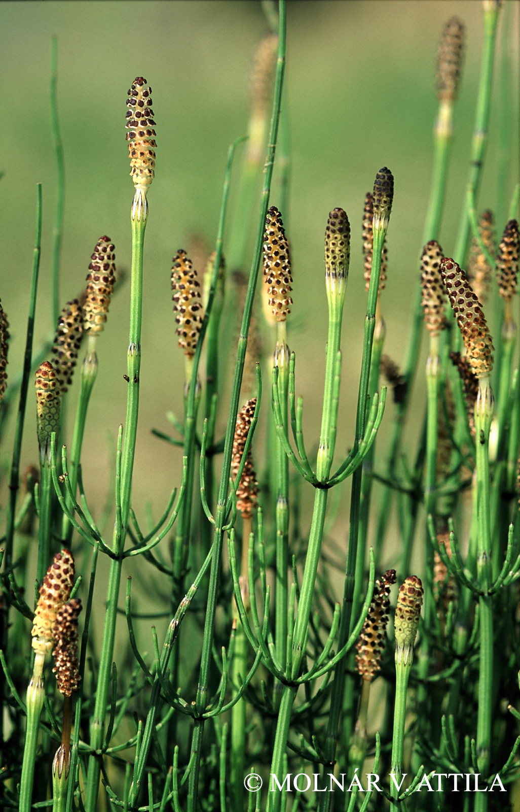 Equisetum palustre L.