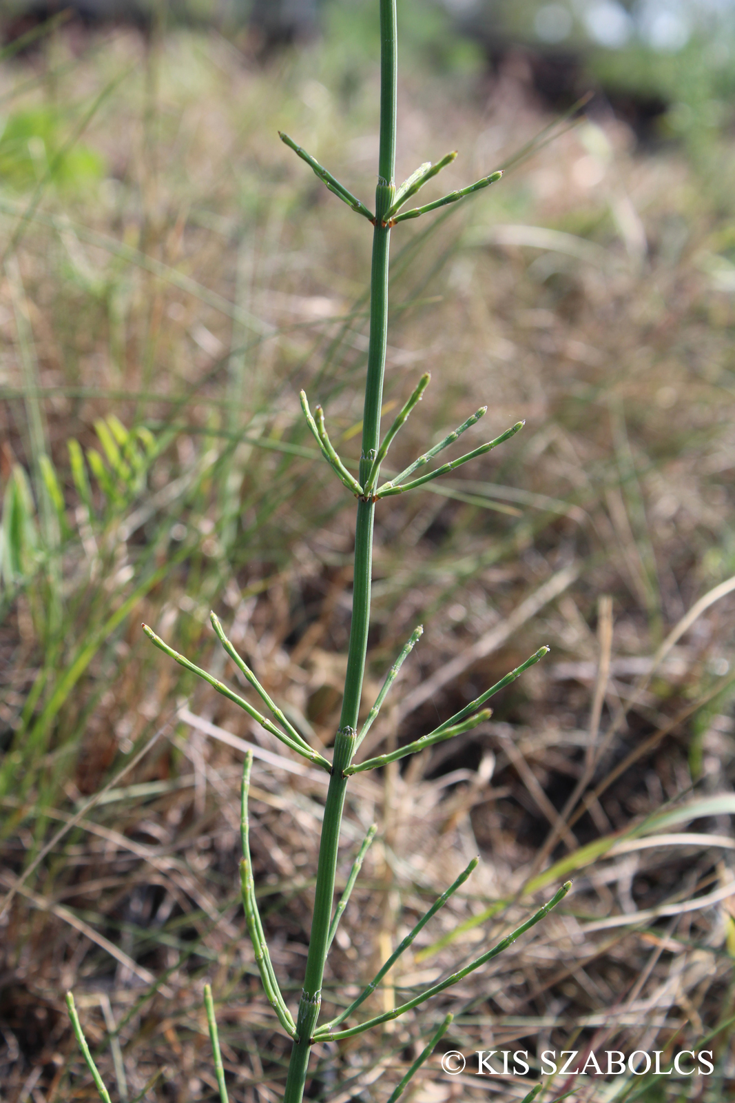 Equisetum ramosissimum Desf.