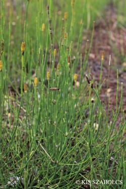 Equisetum ramosissimum Desf. 2.Image
