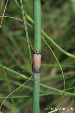 Equisetum ramosissimum Desf. 3.Image