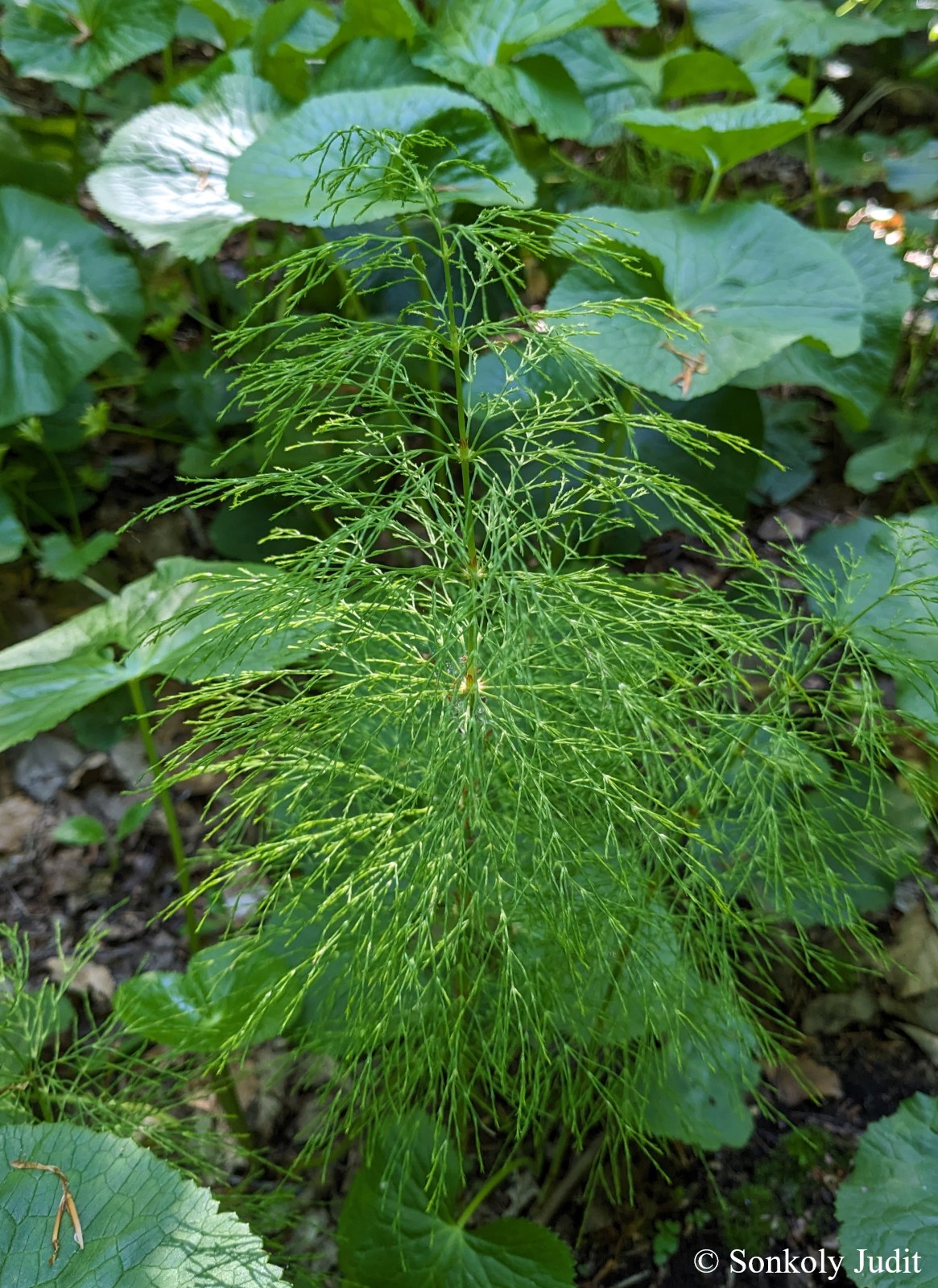 Equisetum sylvaticum L.