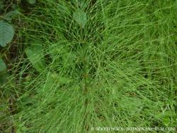 Equisetum sylvaticum L. 3.Kép