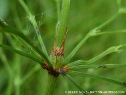 Equisetum sylvaticum L. 2.Kép