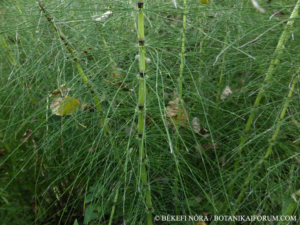 Equisetum telmateia Ehrh.