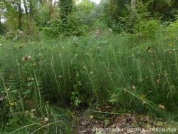 Equisetum telmateia Ehrh. 2.Image