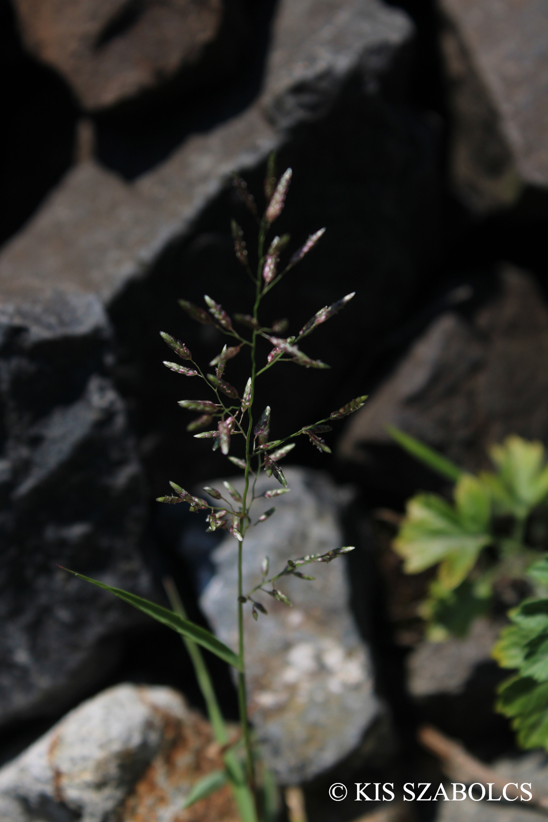 Eragrostis minor Host