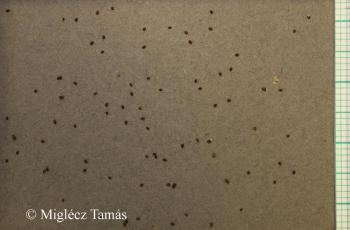 Eragrostis minor Host 2.Image