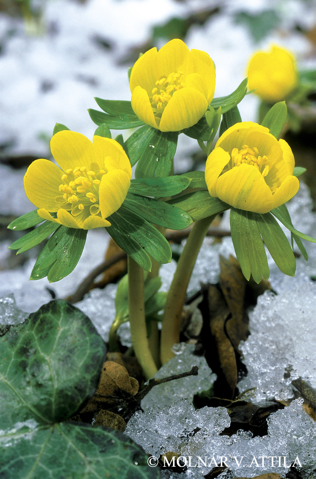 Eranthis hyemalis (L.) Salisb.