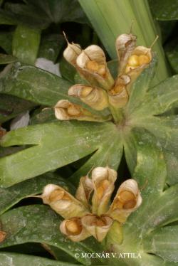 Eranthis hyemalis (L.) Salisb. 2.Image