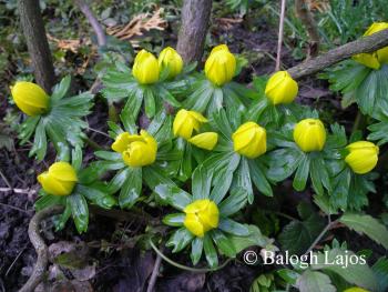Eranthis hyemalis (L.) Salisb. 4.Image