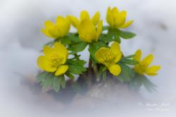 Eranthis hyemalis (L.) Salisb. 3.Image