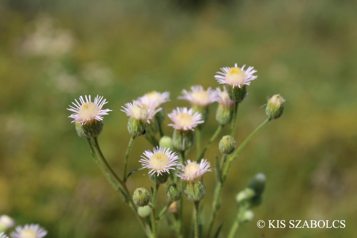 Erigeron acris L.
