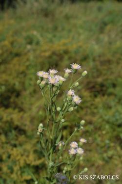 Erigeron acris L. 2.Image