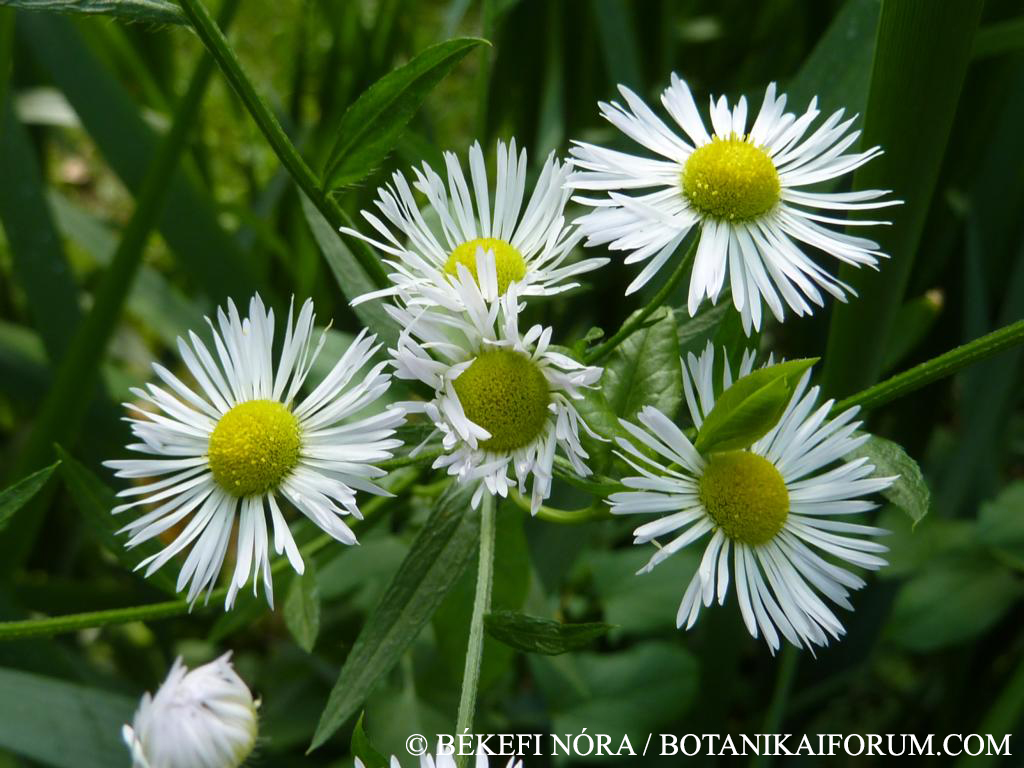 Erigeron annuus (L.) Pers.