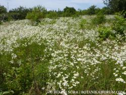 Erigeron annuus (L.) Pers. 2.Kép