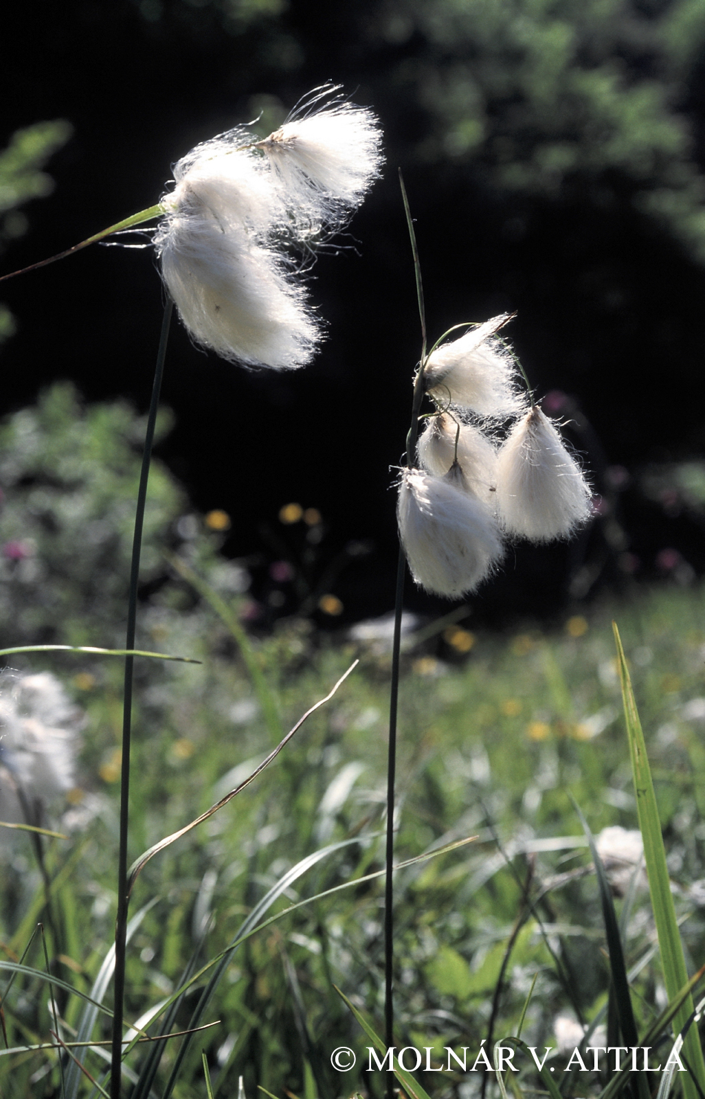 Eriophorum angustifolium Honck.