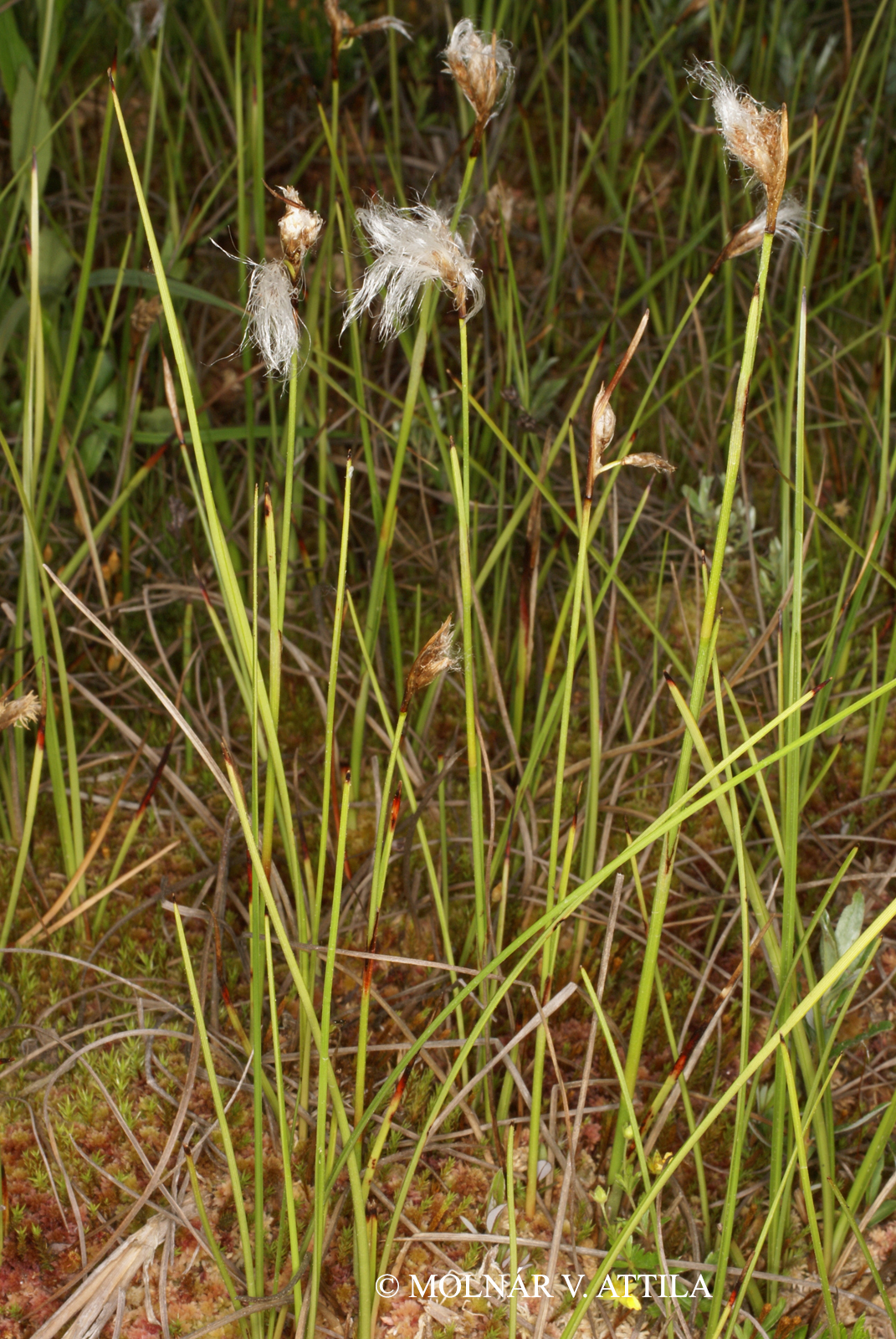 Eriophorum gracile W.D.J. Koch