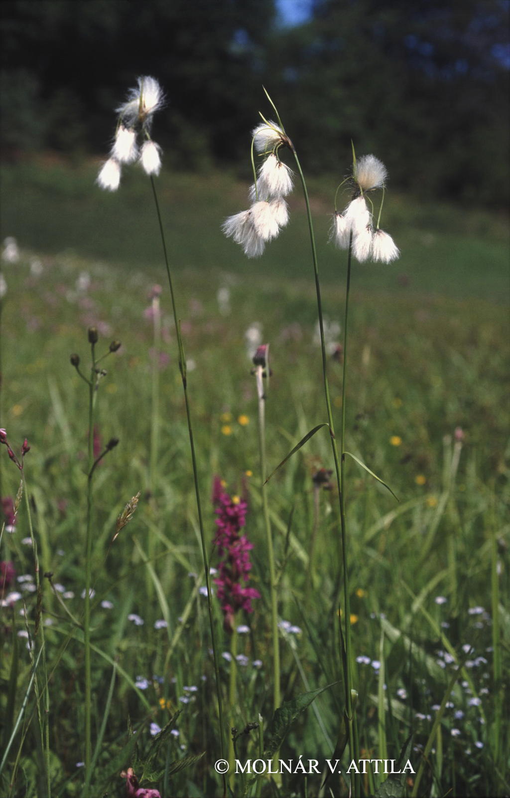Eriophorum latifolium Hoppe